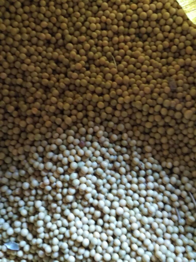 芽豆食用