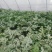 8424西瓜5斤打底9成熟头茬