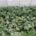 8424西瓜5斤打底9成熟头茬