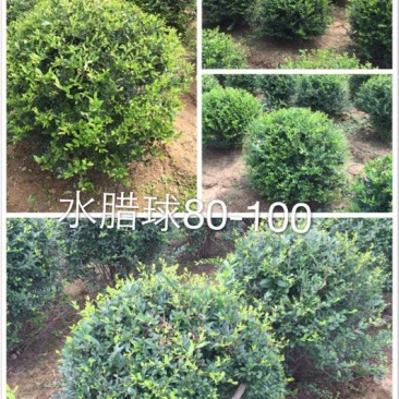 水蜡球