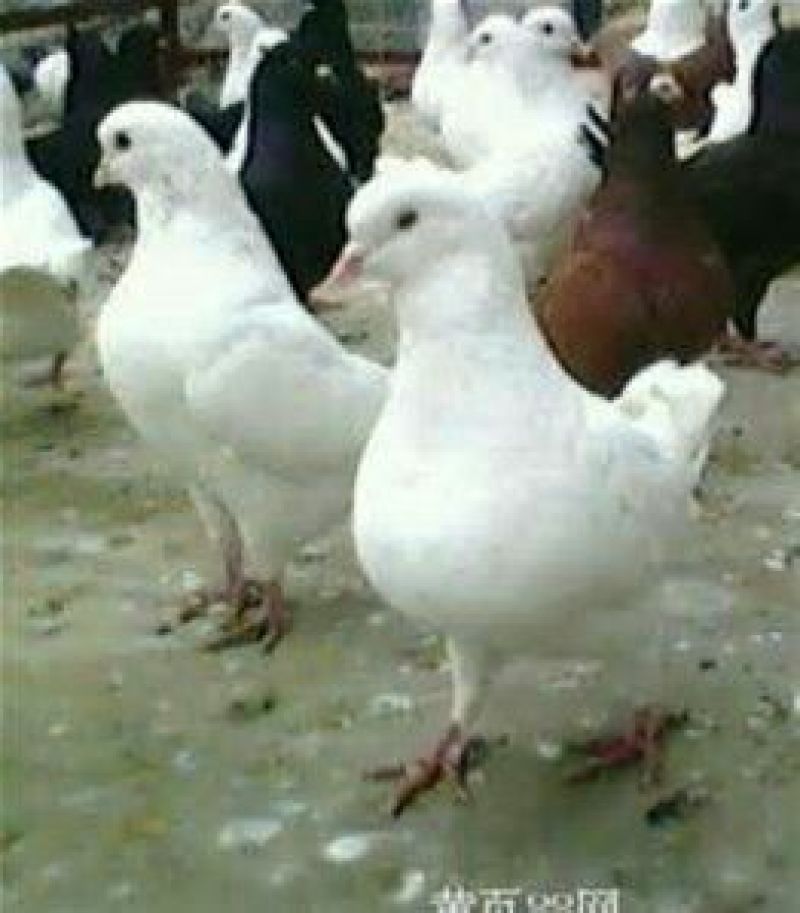 白鸽公