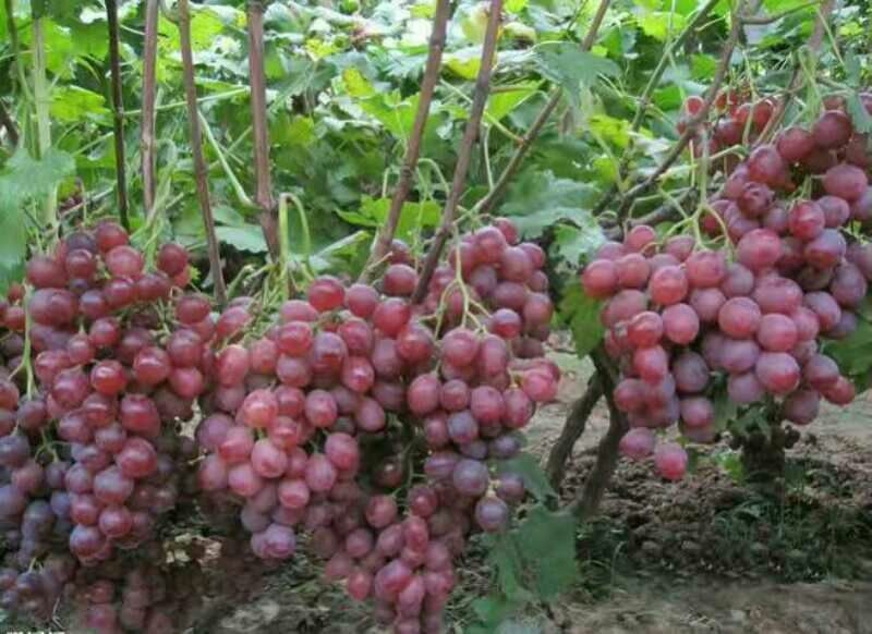 葡萄苗1年30~50cm品种全基地