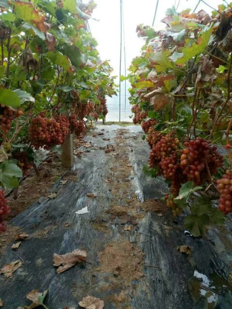葡萄苗1年30~50cm品种全基地