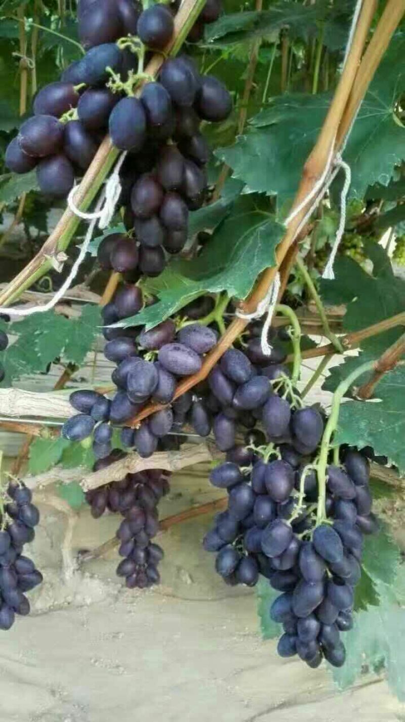 葡萄苗1年30~50cm品种全基地