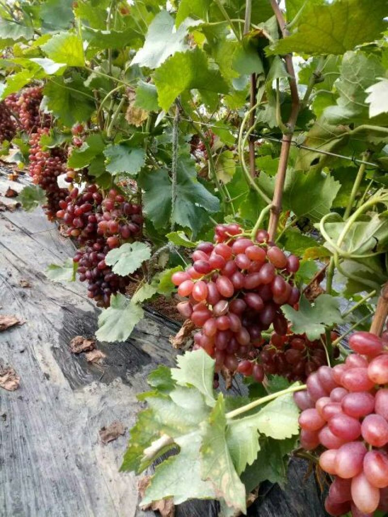 葡萄苗1年30~50cm品种全基地
