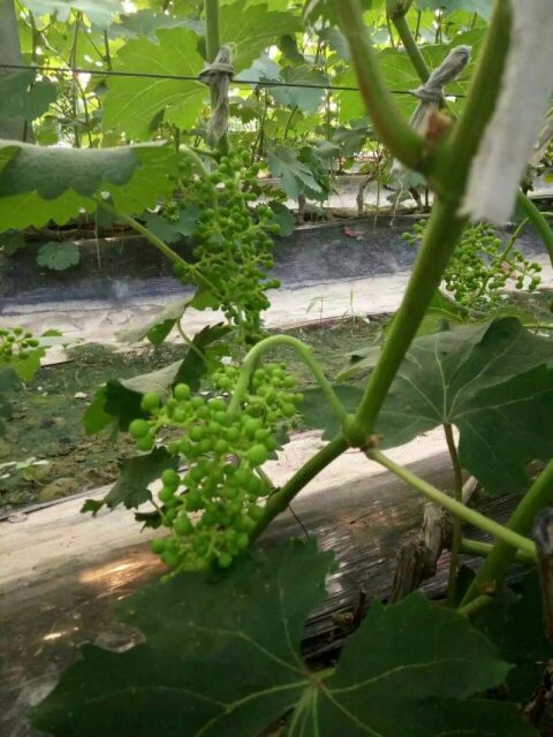 葡萄苗1年30~50cm品种全基地