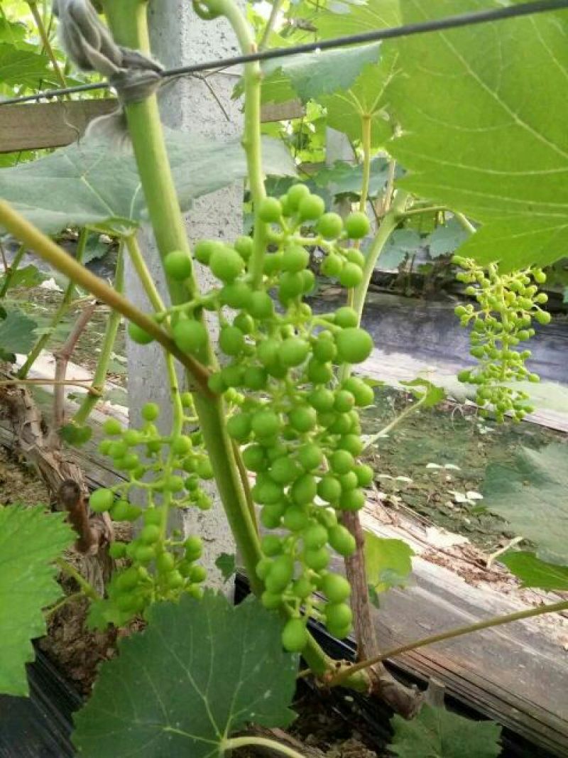 葡萄苗1年30~50cm品种全基地