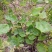 葡萄苗1年30~50cm品种全基地
