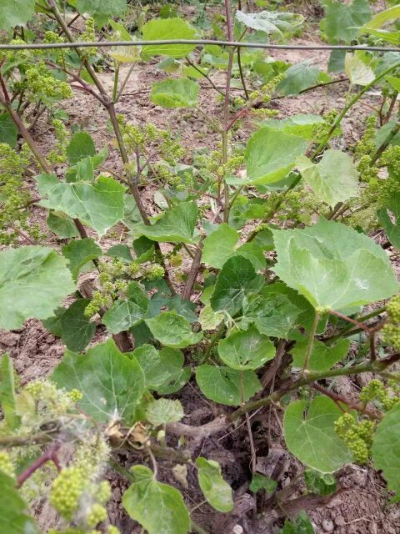 葡萄苗1年30~50cm品种全基地