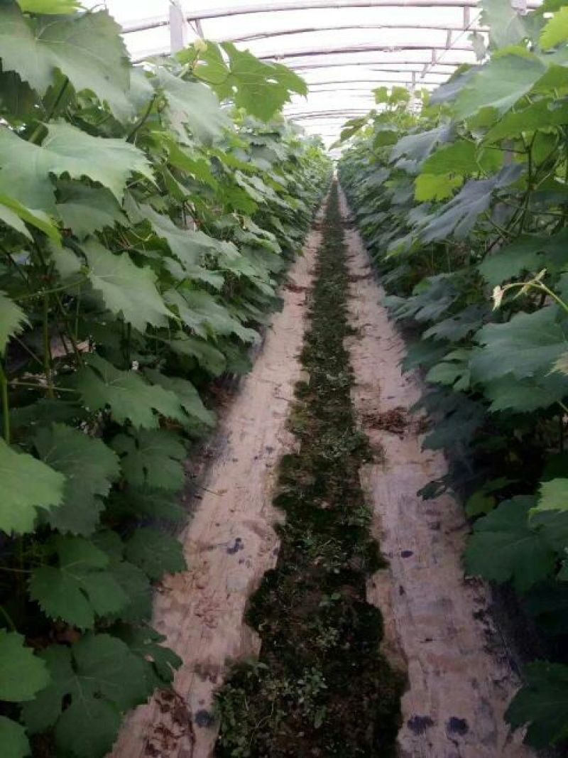 葡萄苗1年30~50cm品种全基地