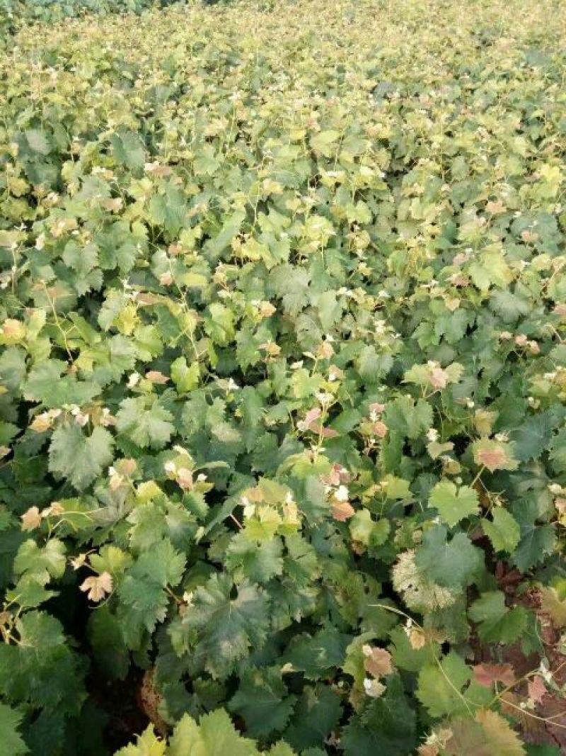 葡萄苗1年30~50cm品种全基地