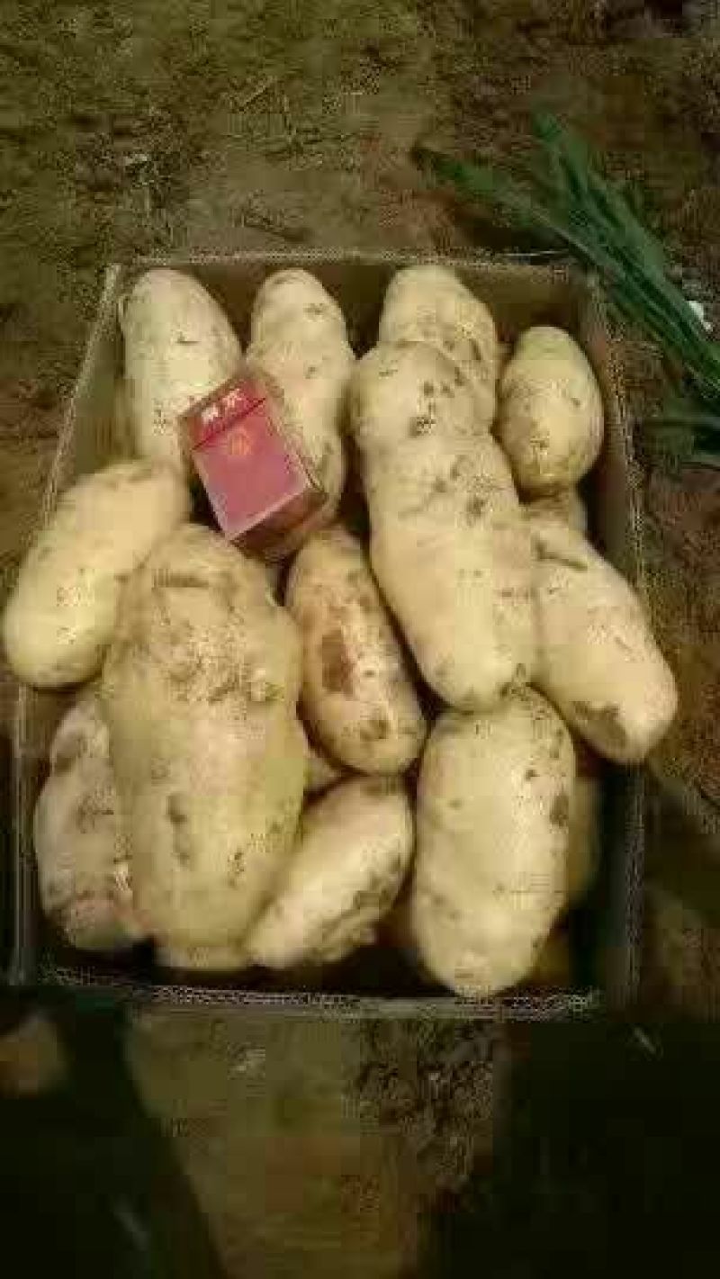 土豆土豆精品质量好