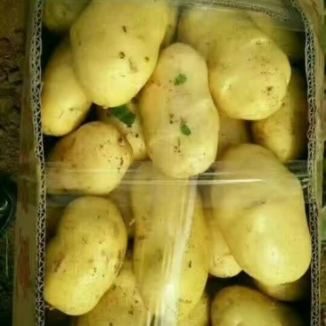 土豆土豆精品质量好
