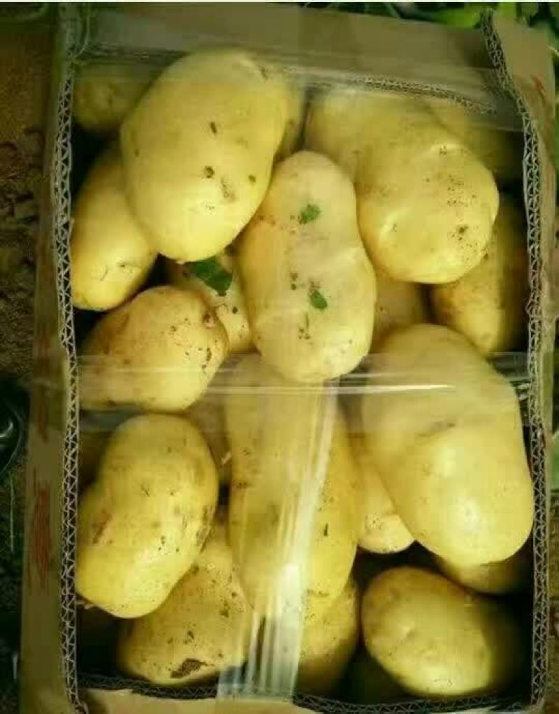 土豆土豆精品质量好