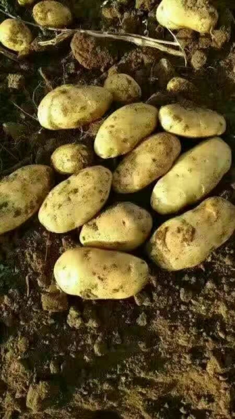 土豆土豆精品质量好