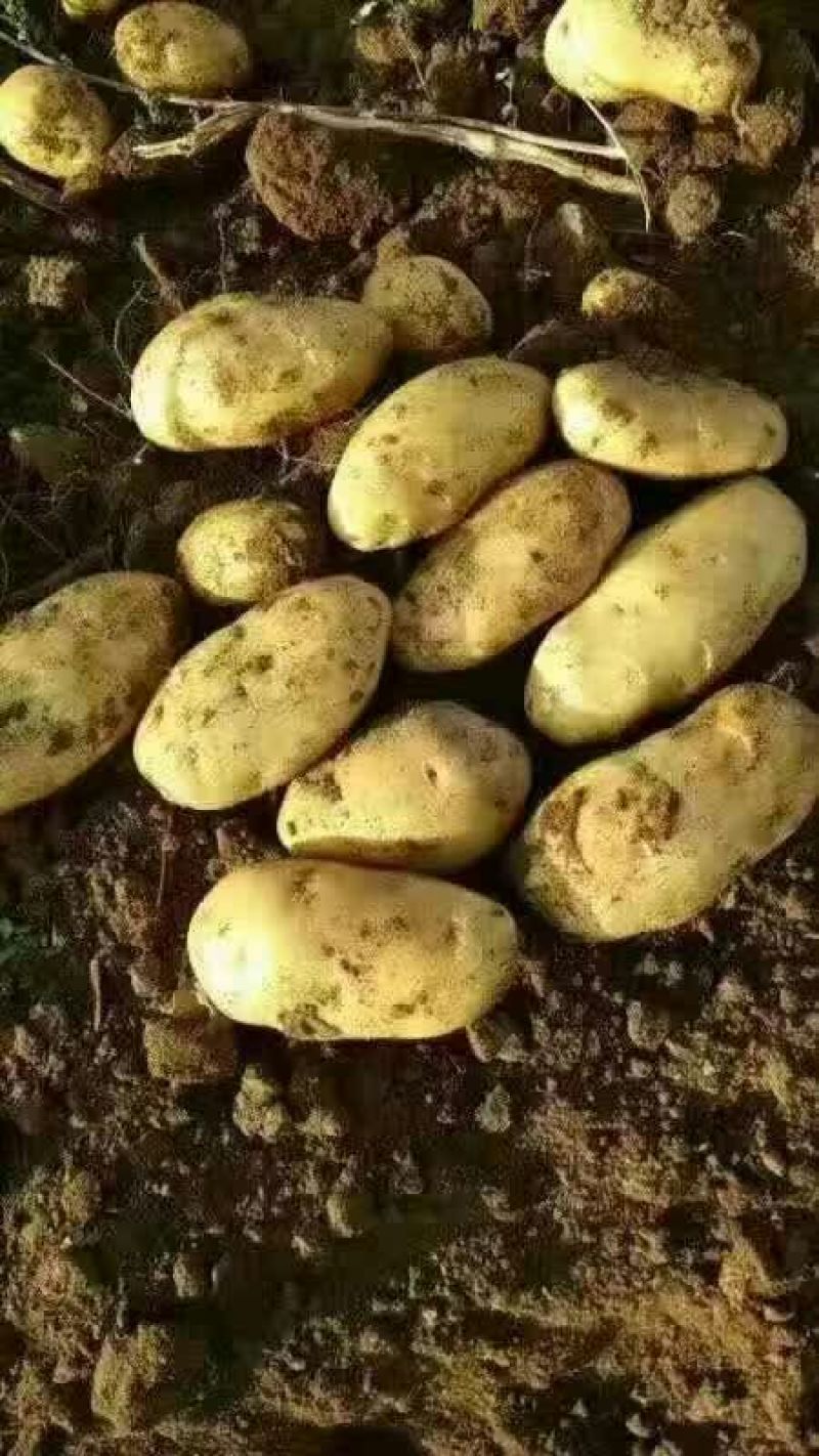 土豆土豆精品质量好