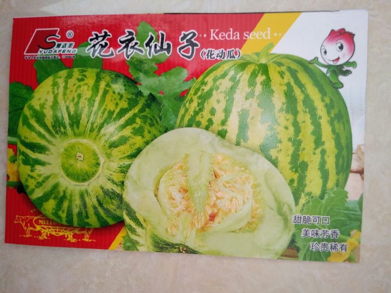 甜瓜种子
