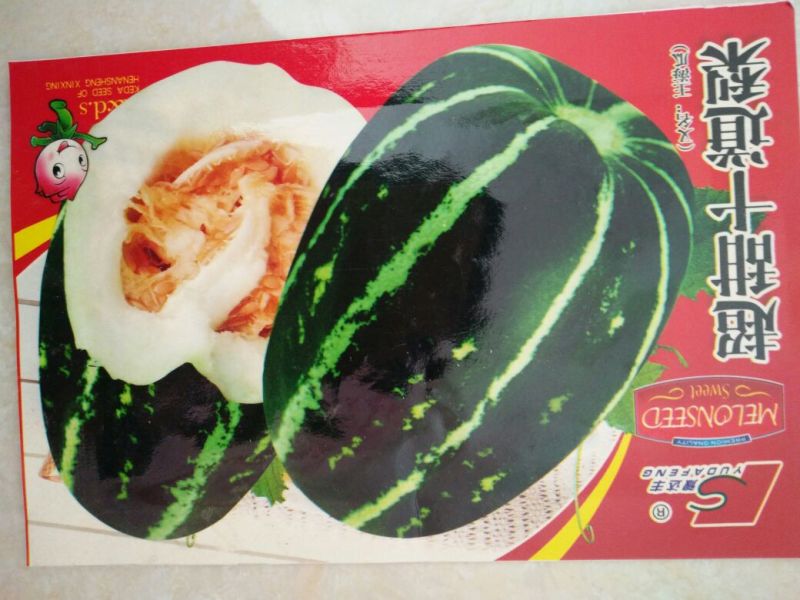 甜瓜种子