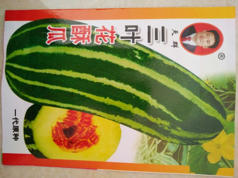 甜瓜种子