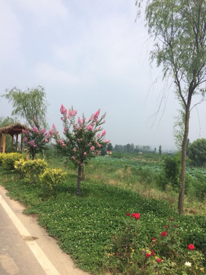 秋花栾树