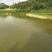池鲤鱼