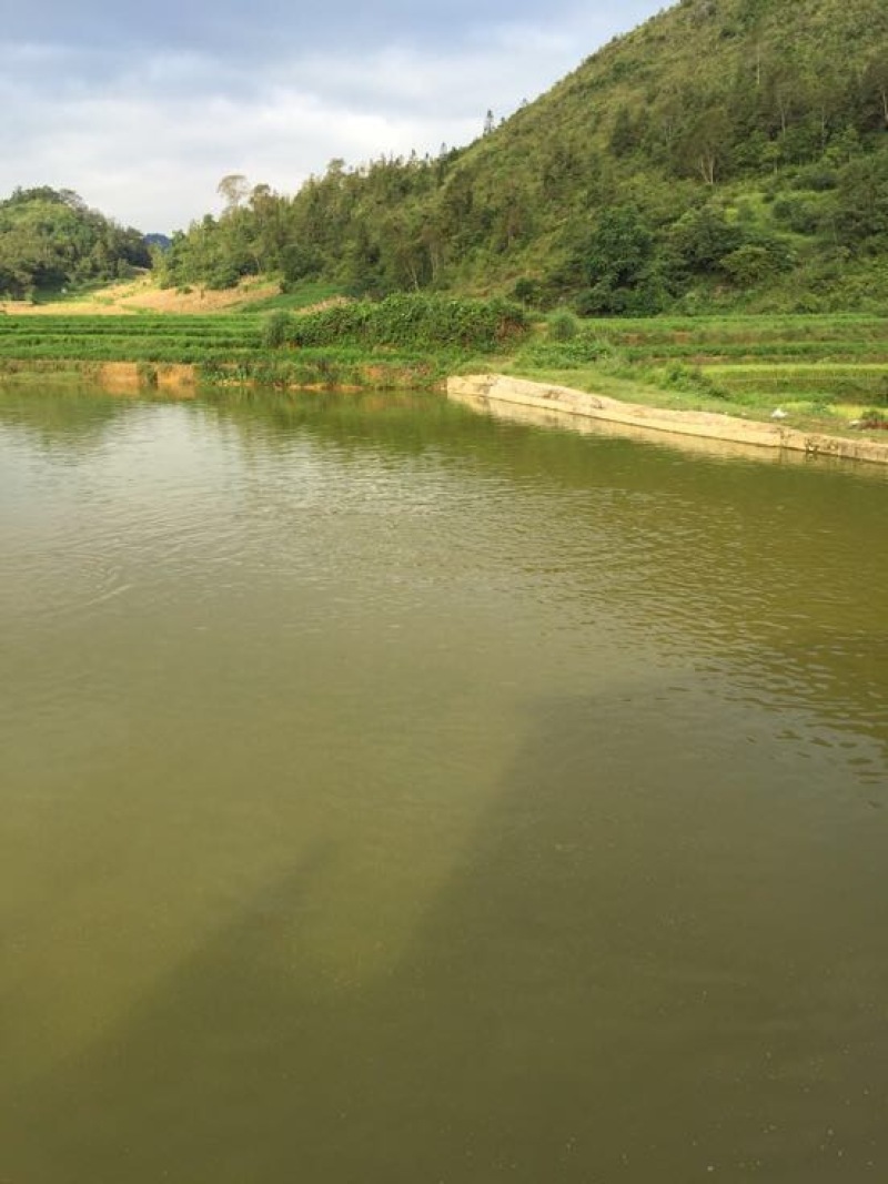 池鲤鱼