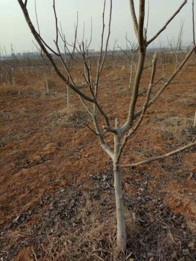 优质薄皮核桃苗早实核桃结果早见效快可实地参观