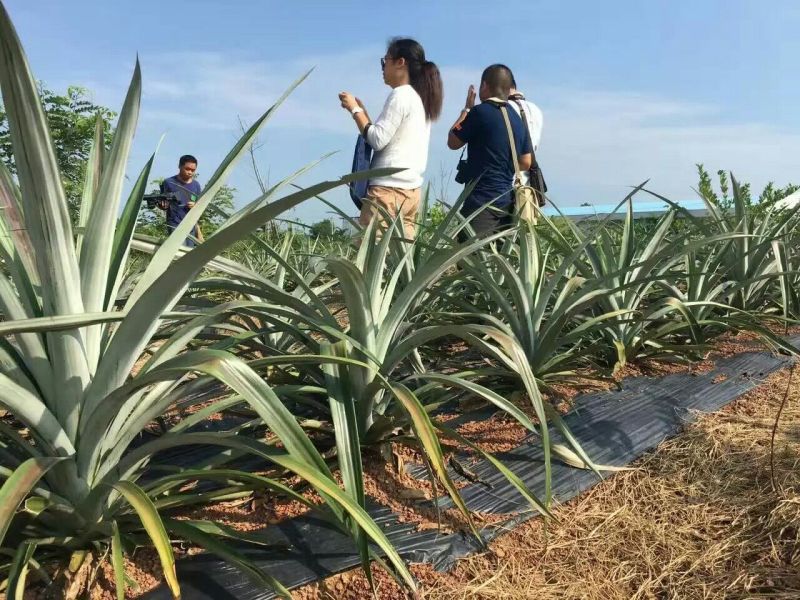 台农23凤梨苗1年
