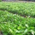 三红蜜柚苗1cm以上0.8~1m