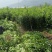 三红蜜柚苗1cm以上0.8~1m