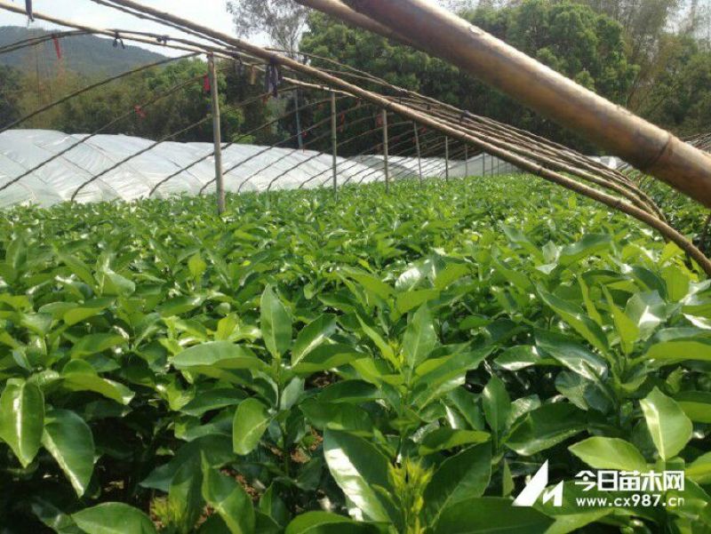 三红蜜柚苗1cm以上0.8~1m
