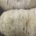 优选燕窝印度尼西亚石板上燕子用体内的物质做出来的燕窝