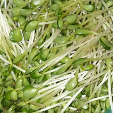 豆瓣菜无公害蔬菜