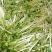 豆瓣菜无公害蔬菜