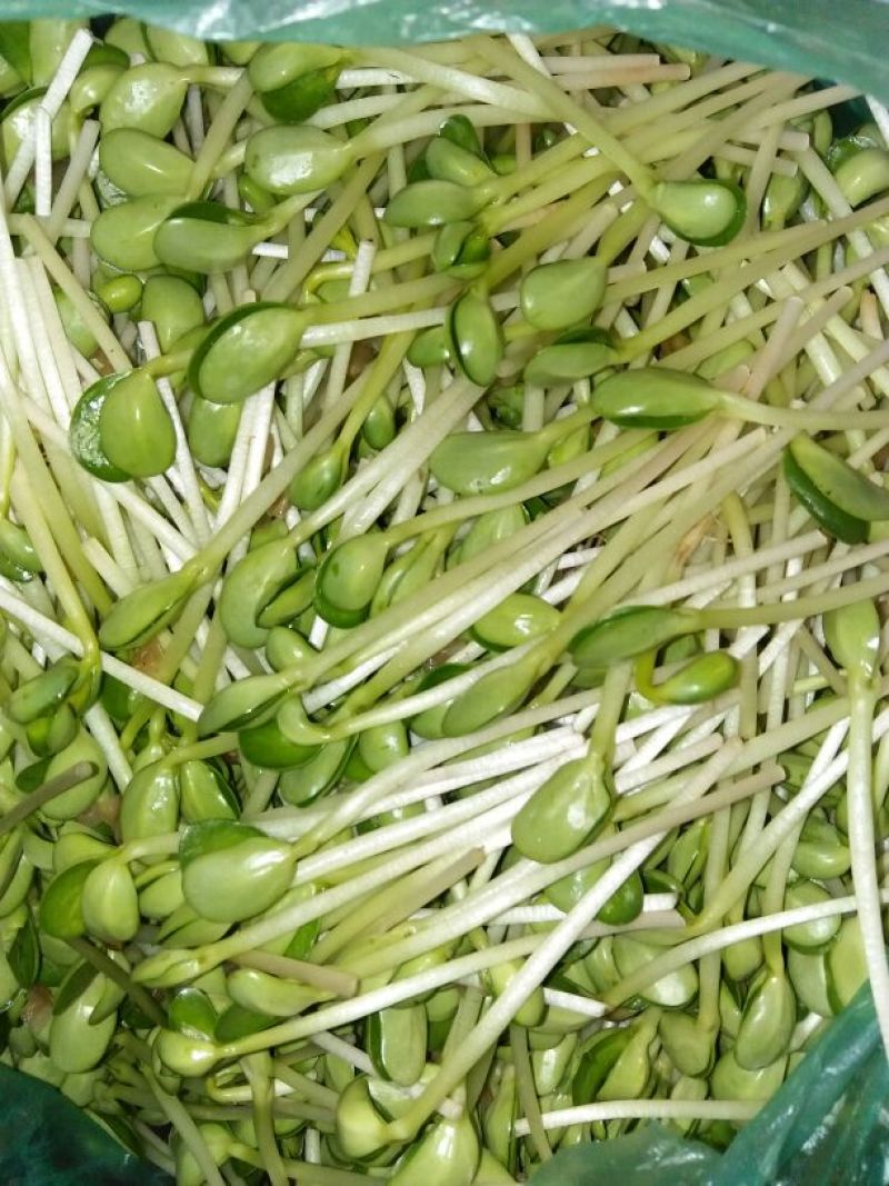 豆瓣菜无公害蔬菜