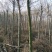 栾树4~6cm4~6cm3~3.5米