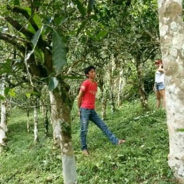 古树普洱茶二级