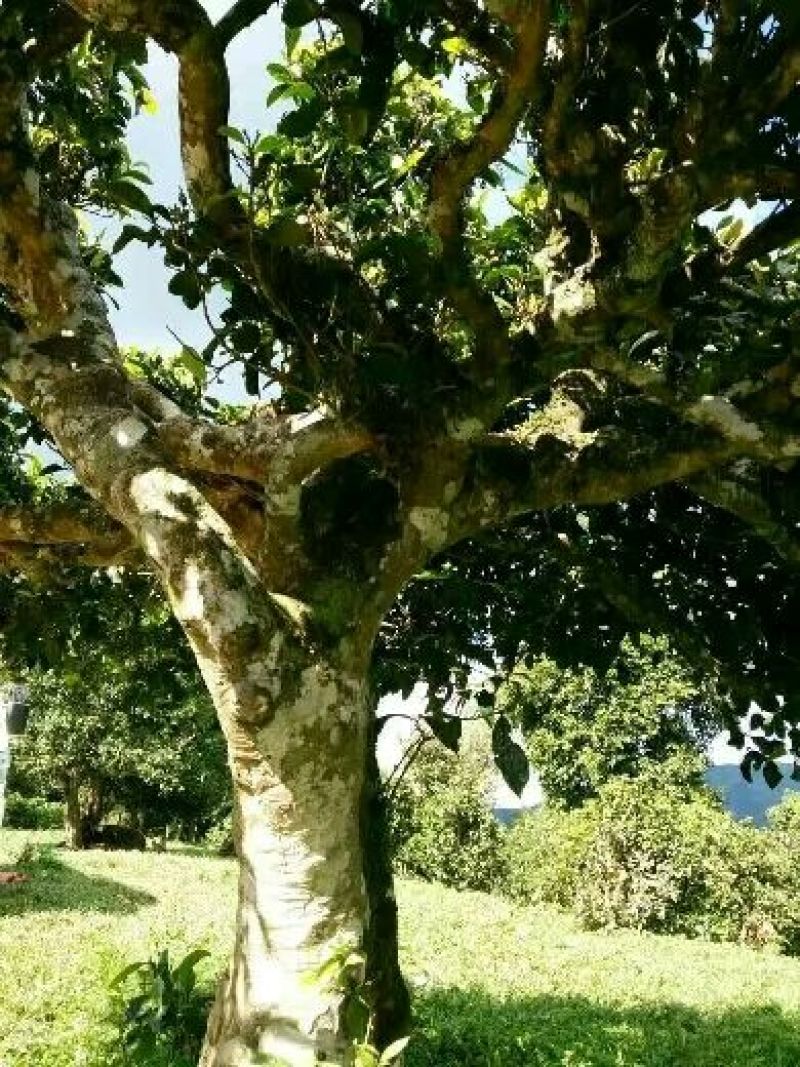 古树普洱茶二级