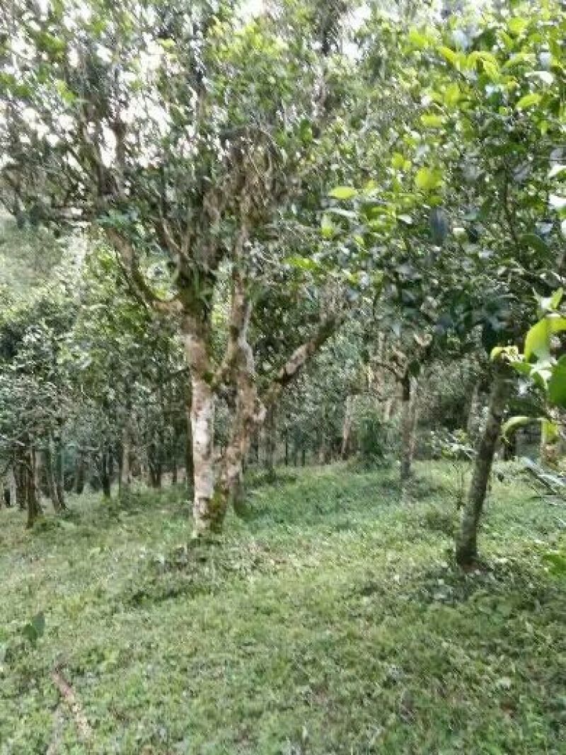古树普洱茶二级