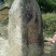 柚子树30~50cm