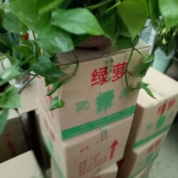 绿萝360mm