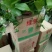 绿萝360mm