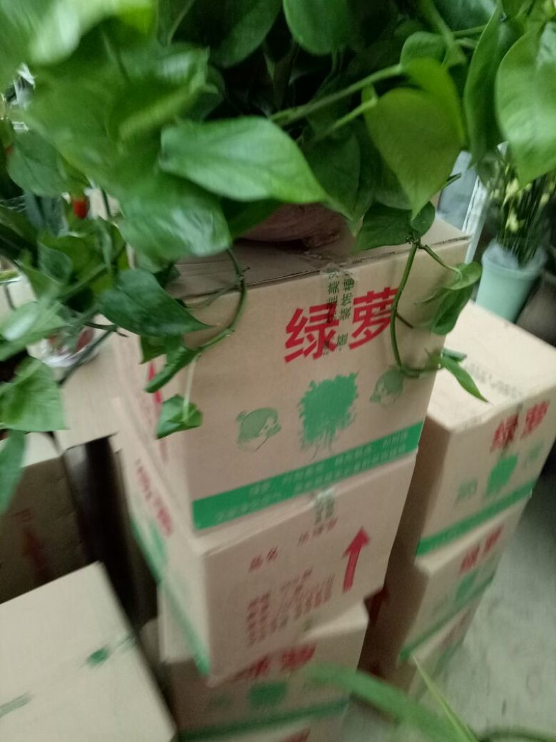 绿萝360mm