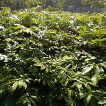龙眼树苗植生苗