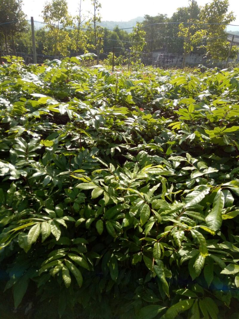 龙眼树苗植生苗