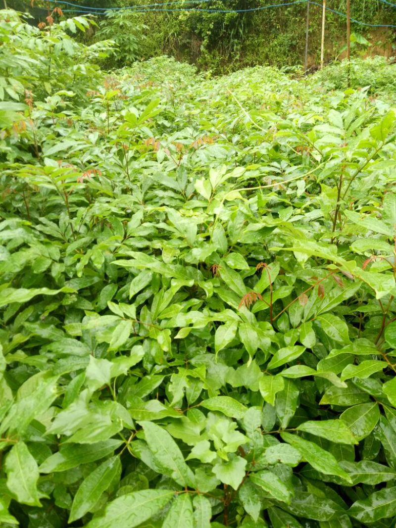 龙眼树苗植生苗