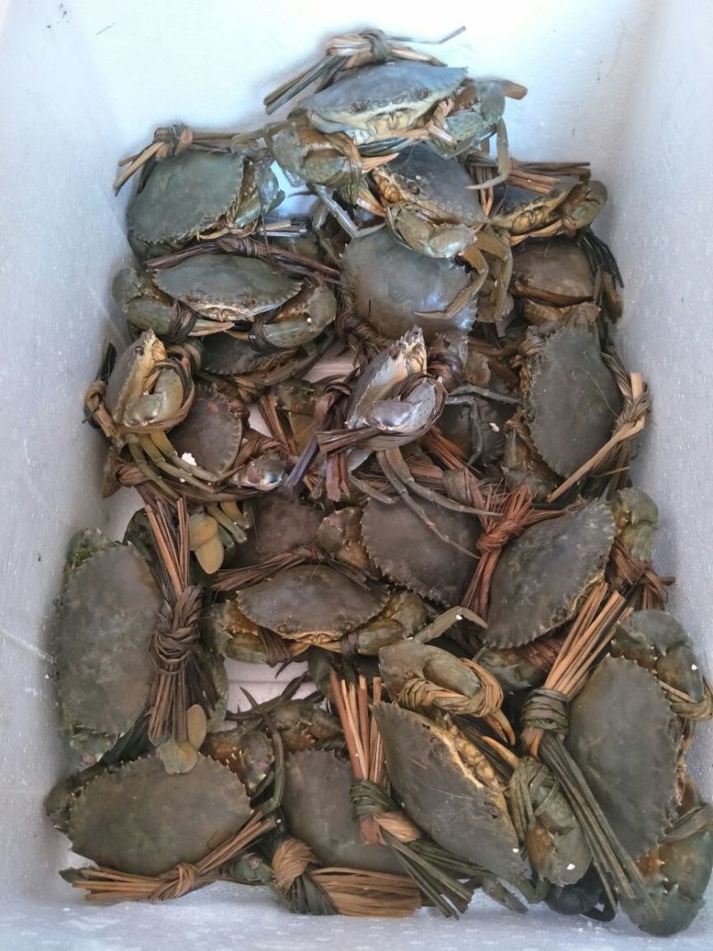 锯缘青蟹食用雌蟹