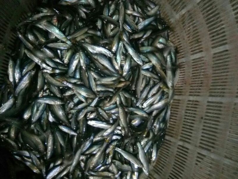 白鲫食用