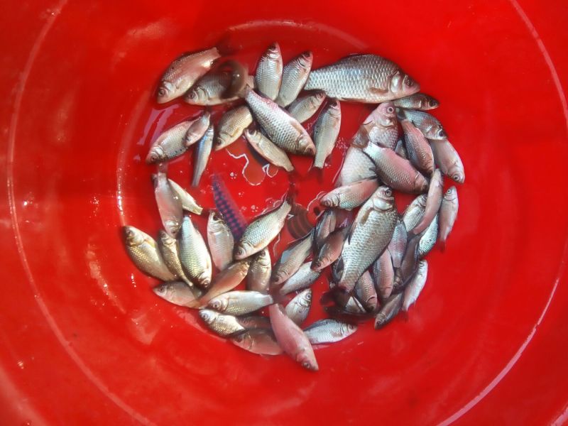白鲫食用