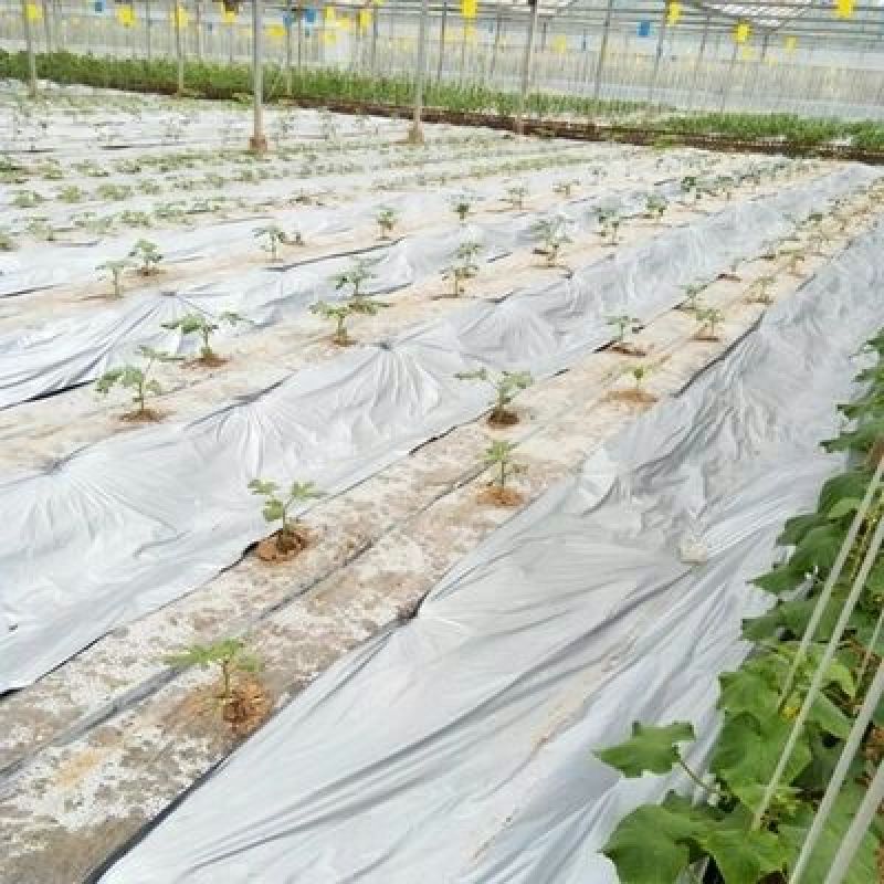 地膜银灰膜银黑膜反光膜黑白膜瓜果树苗木瓜果蔬菜专用膜